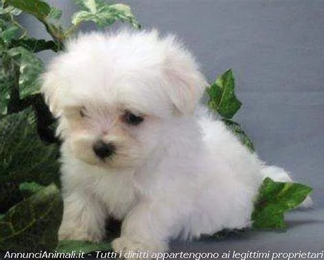 disponiamo cucciolo di maltese mini mini toy eccellentissimo originalissimo