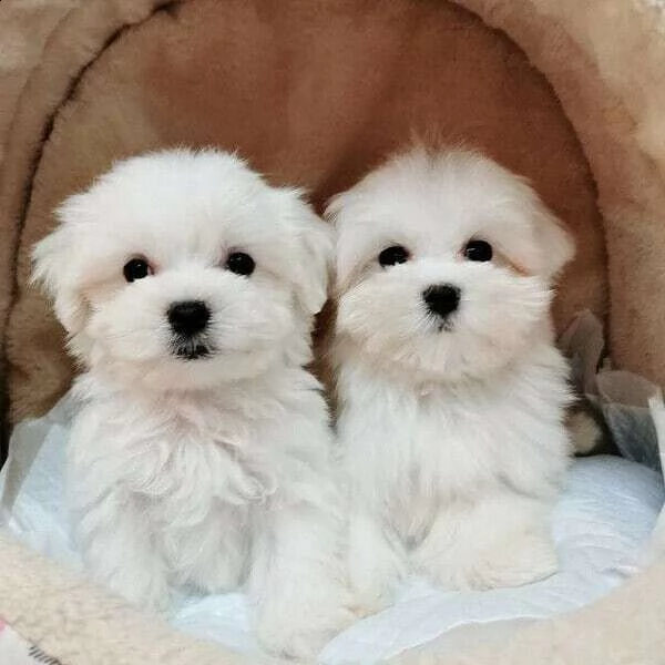 disponibili di maltese mini toy liscissimi e pupazzissimi di 90 giorni