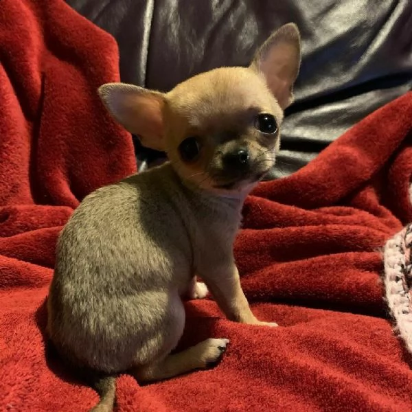 disponiamo cuccioli di pincher chihuahua giocarelloni e svariati 
