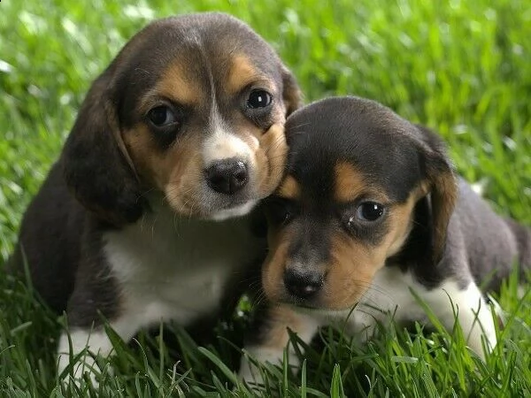 cucciolo di beagle giocarelloni giosissimi tenerissimo 