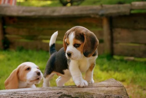 cucciolo di beagle inteligentissimo velocissimo e sanissimo di 70 giorni 