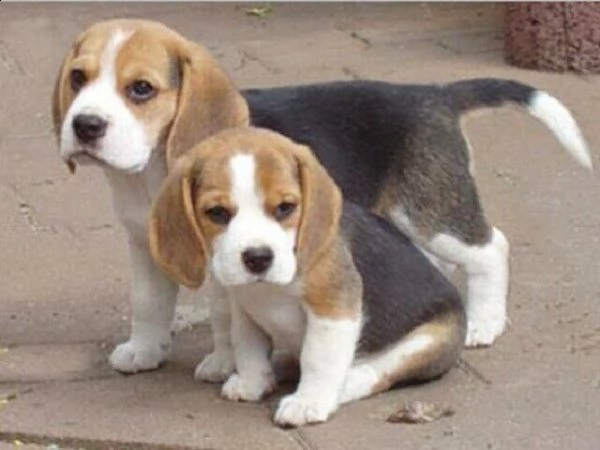 beagle inteligentissimo eccellentissimo e afetuosissimo di 2 mesi