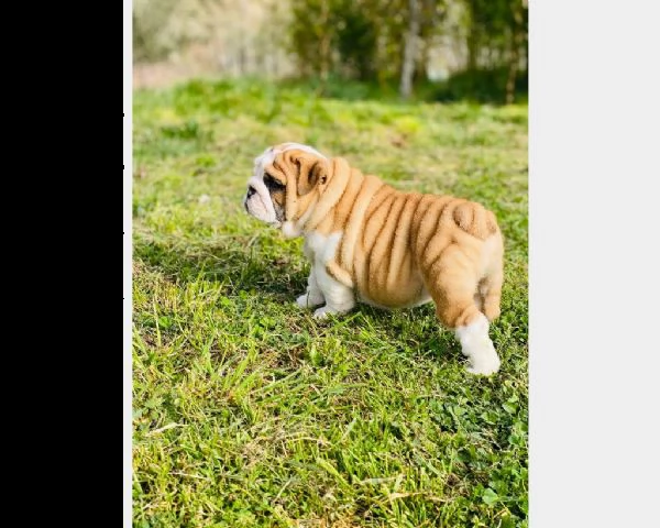 cucciolo di bulldog maschio e femmina | Foto 2