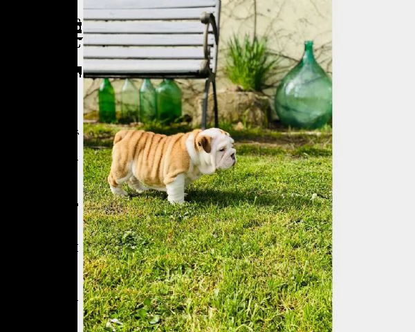 cucciolo di bulldog maschio e femmina | Foto 1
