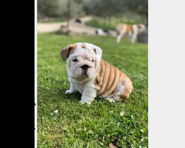 cucciolo di bulldog maschio e femmina | Foto 0