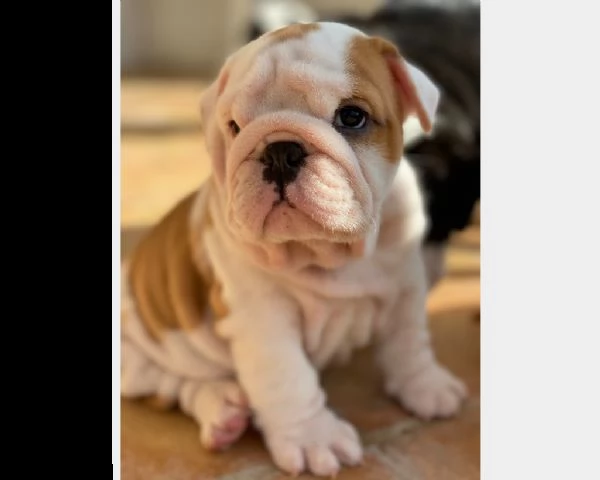 cucciolo di bulldog maschio e femmina