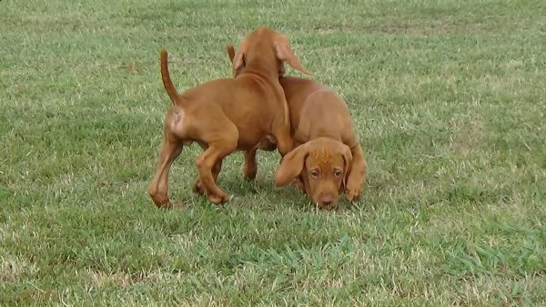 vizsla bracco ungherese