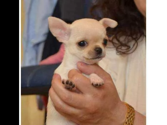 affettuosi cuccioli di chihuahua, teneri e coccoloni, 