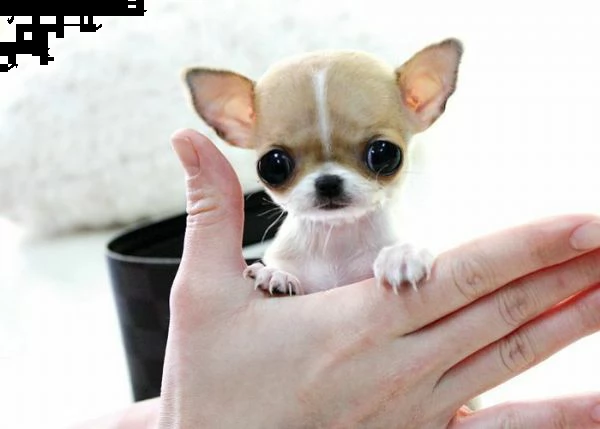 disposizione gentilissimi cucciolotti di chihuahua,