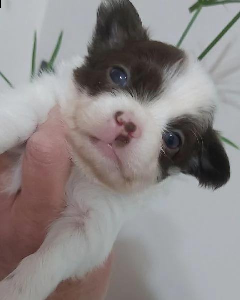 chihuahua bianco-cioccolato,