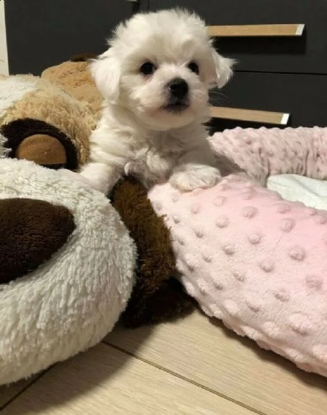 splendidi cuccioli di maltese toy disponibili sia maschietti che femminucce.