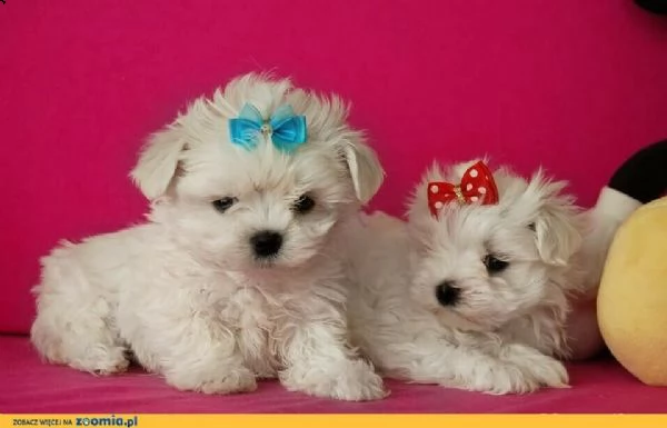 teneri cuccioli di maltese mini toy perfettissimi e intrigantissimi di 70 giorn