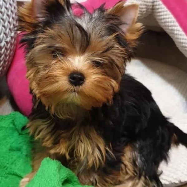 adorabile cucciolo di yorkie in adozione