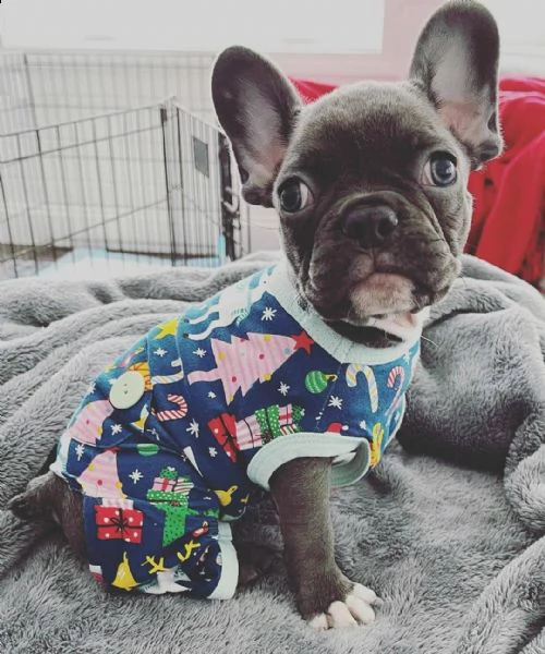 adorabile cucciolo di francese in adozione