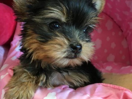 bellissimi cuccioli di yorkshire terrier | Foto 2