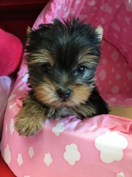 bellissimi cuccioli di yorkshire terrier | Foto 1