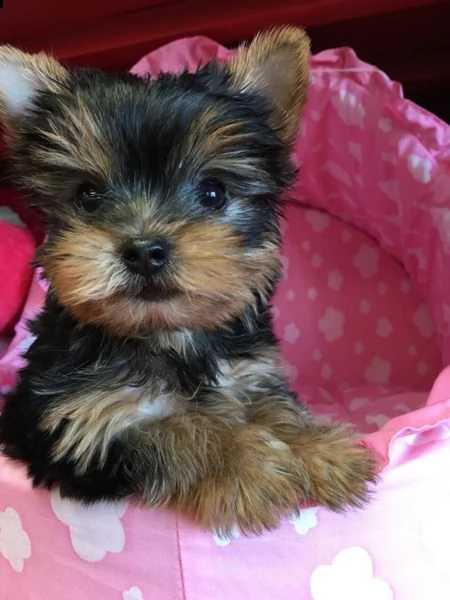bellissimi cuccioli di yorkshire terrier | Foto 0