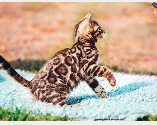 stupendi cuccioli di gatti del bengala purissima  | Foto 2