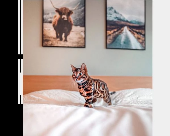 stupendi cuccioli di gatti del bengala purissima  | Foto 1