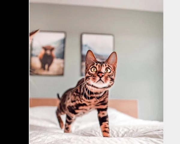 stupendi cuccioli di gatti del bengala purissima  | Foto 0