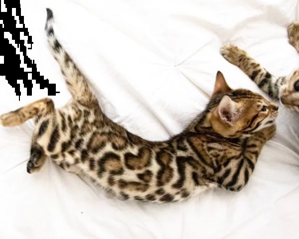 stupendi cuccioli di gatti del bengala purissima 