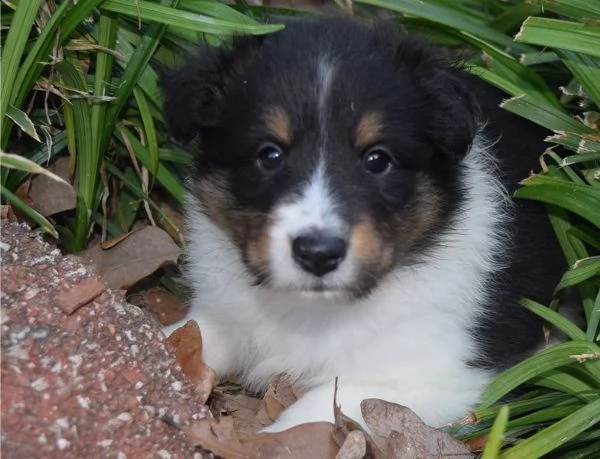 disponibili cuccioli shetland sheepdog | Foto 0