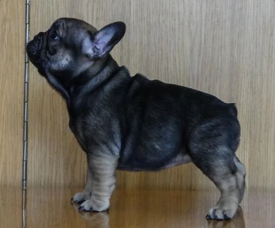  cuccioli di bulldog francese per l'adozione