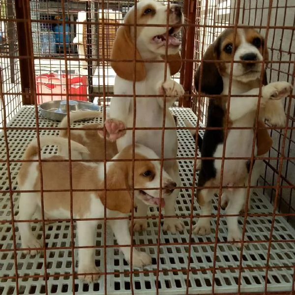 cuccioli beagle maschi e femmine  | Foto 0