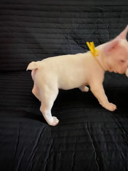 vendita cuccioli di bouledogue francese con pedigree