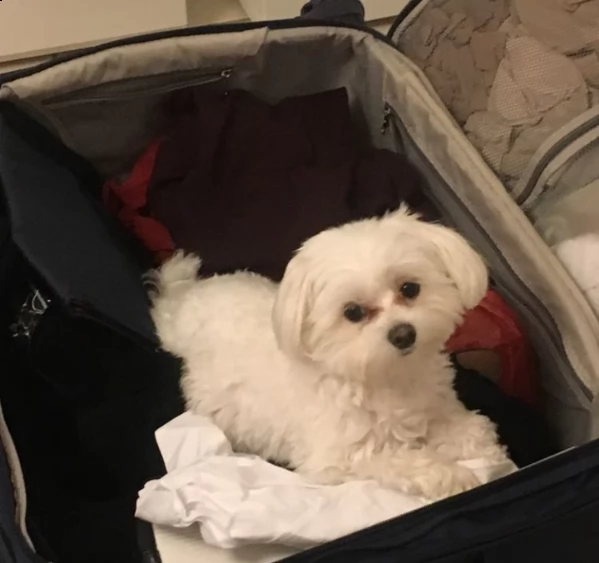 cuccioli maltese bianchi