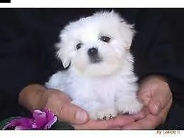 disponibili cucciolo di maltese mini mini toy purissimi tranquillissimi 
