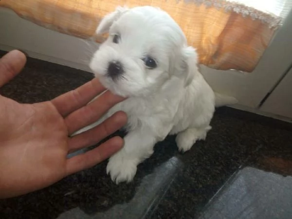 affettuosi cuccioli di maltese, teneri e coccoloni, di 2 mesi e mezzo 