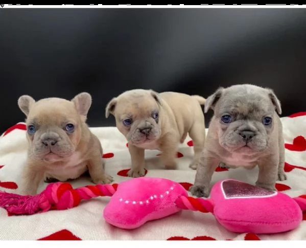 cuccioli di bouledogue francesi | Foto 1