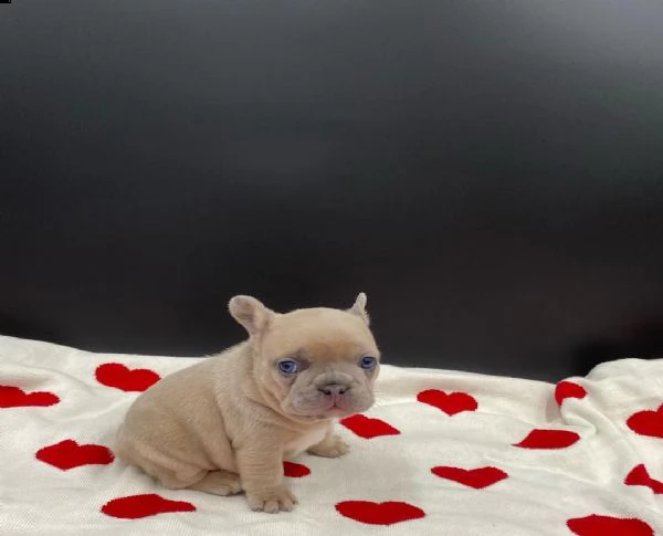 cuccioli di bouledogue francesi