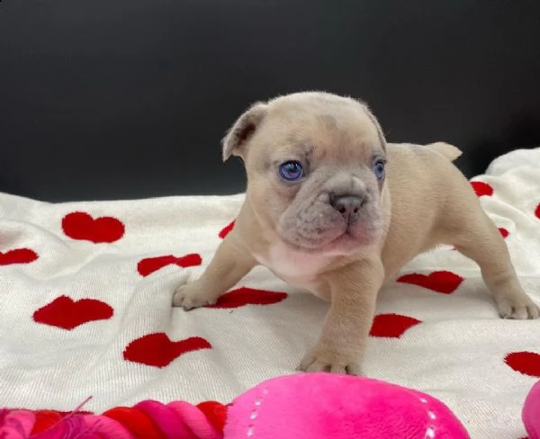 cuccioli di bouledogue francesi | Foto 0