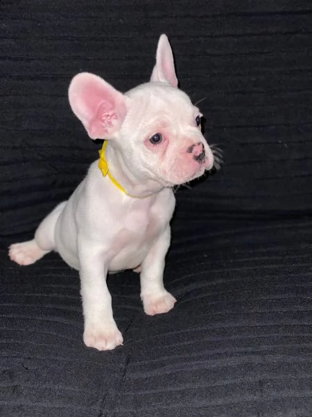 vendita cuccioli di bouledogue francese con pedigree
