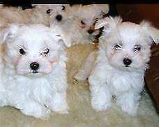 bellissimo cucciolo di maltese mini toy bellissimi inteligentissimi 