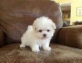 bellissimo cucciolo di maltese mini toy generosissimo originalissimo 