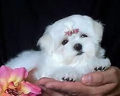 cucciolo di maltese mini toy eccellentissimo velocissimo e generosissimo 