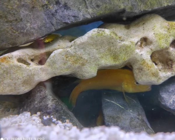 vendo ciclidi africani | Foto 1