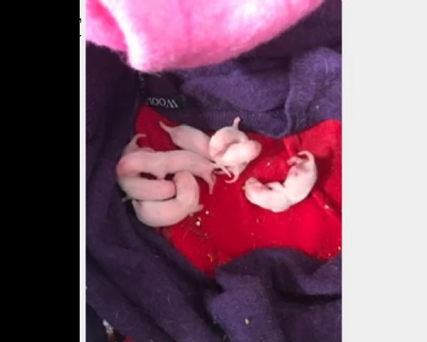 cuccioli di furetto da compagnia