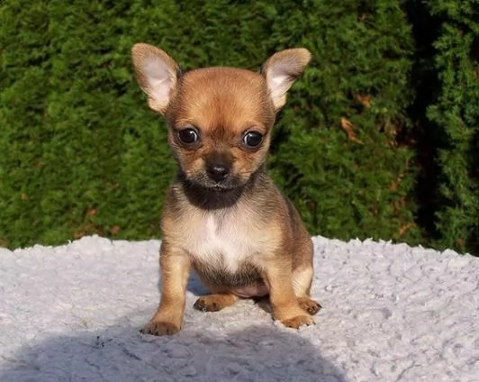 vendiamo cuccioli di pincher chihuahua, molto simpatici e amorevoli,