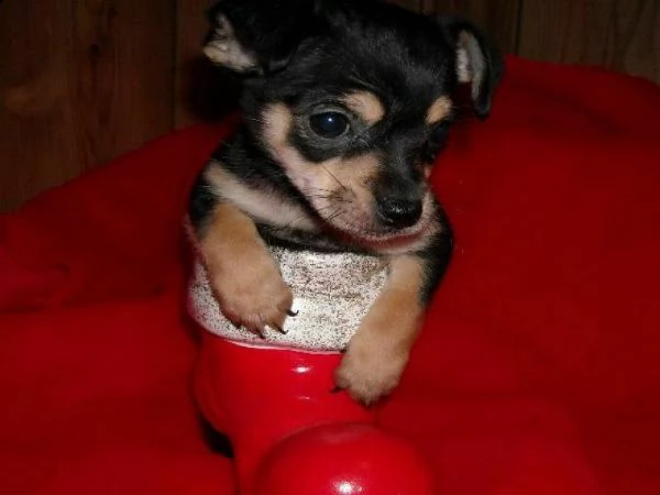 vendiamo visibili e disponibili dei valenti cuccioletti di pincher chihuahua