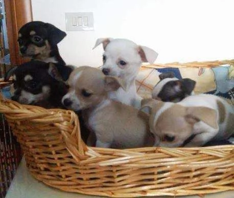 teneri cucciolini chihuahua pincher toy disponibili 