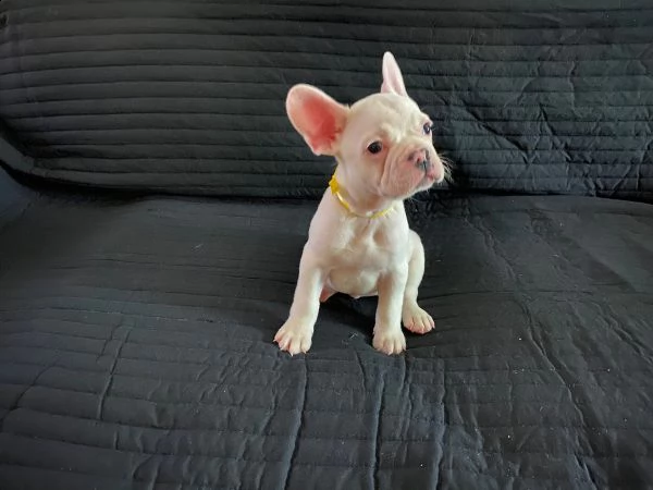 vendita cuccioli di bouledogue francese con pedigree