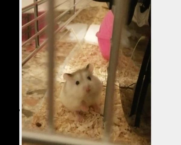 cricetino roborovsky