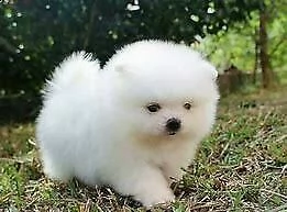 cuccioli di spitz mini toy dolci e molto tranquilli di 90 giorni ottimi e