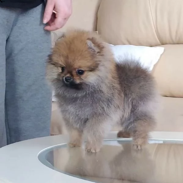 bellissima cucciolata di spitz pomerania nano