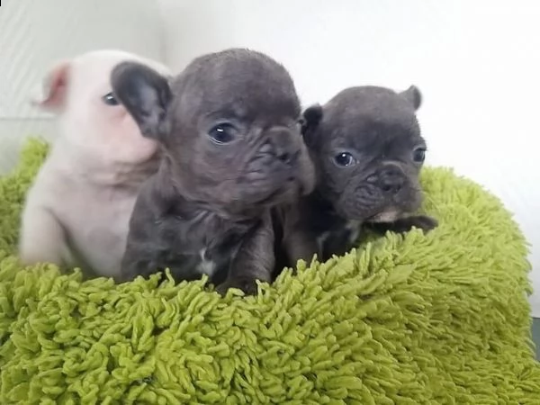 bulldogue francese