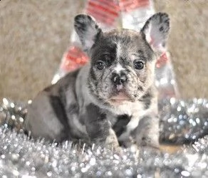 cuccioli di bulldog francese in adozione